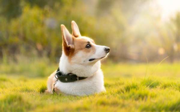 治愈系可愛的威爾士柯基犬